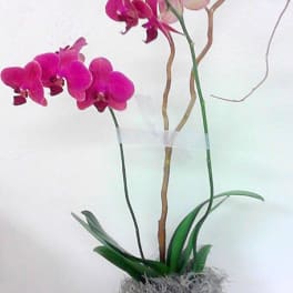 Pink orchids in a clear vase with decorative branches