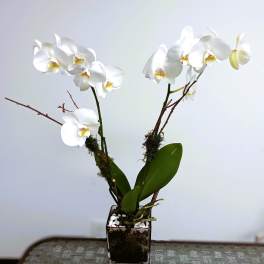 White orchid plant in a square glass vase