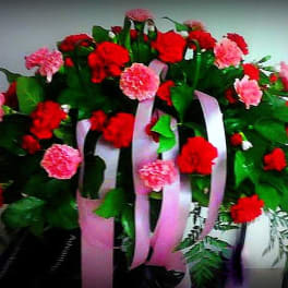 Red and pink carnation arrangement with long pink ribbons