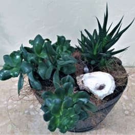 Potted succulent arrangement with a shell accent