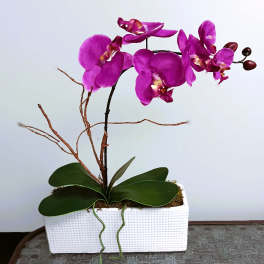 Purple orchid plant in a white rectangular planter