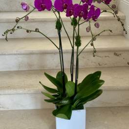 3 Purple Orchids Plants (Select) arranged in ceramic container.