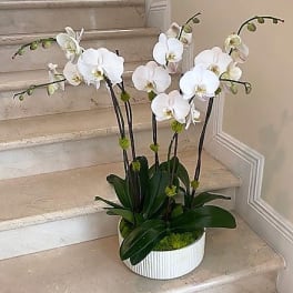 White phalaenopsis orchid planter in a low white ceramic pot with moss at the base