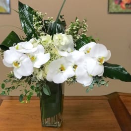 White orchids arranged in a tall glass vase with dark green leaves