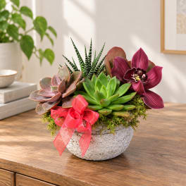 Succulent arrangement in a textured white bowl with a pink ribbon