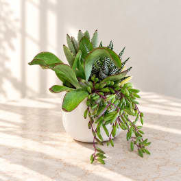 Succulent arrangement in a white ceramic pot