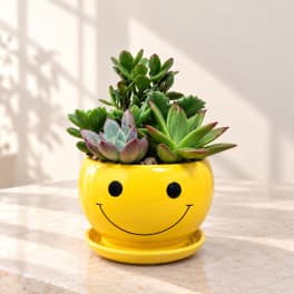 Succulent arrangement in a yellow smiley-face pot with saucer