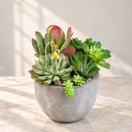 Succulent arrangement in a gray concrete pot