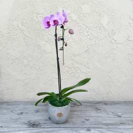 Potted purple orchid with a gray ceramic container