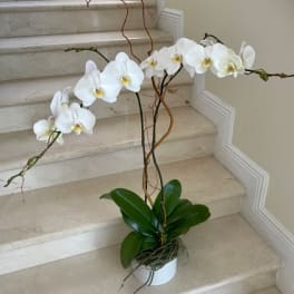 White phalaenopsis orchid plant with arching blooms in a white pot on marble stairs