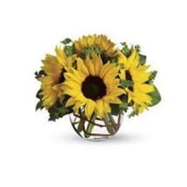 Low round arrangement of yellow sunflowers in a clear glass bowl vase