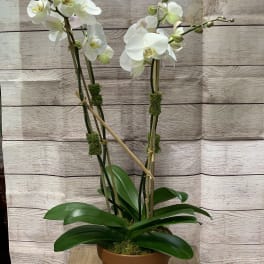 Potted white orchid plant with two tall flowering stems