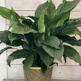 Large green potted plant in a woven basket planter