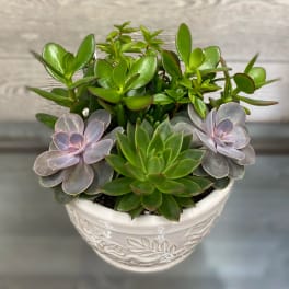 Potted succulent arrangement in a white ceramic bowl