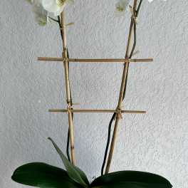 White orchid plant in a decorative pot with bamboo stakes