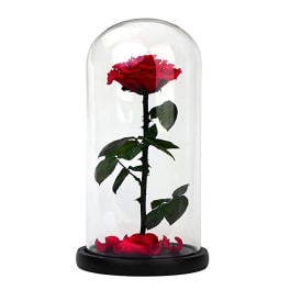 Single red rose under a glass dome on a black base