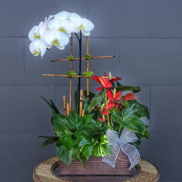 White orchids and red anthuriums in a wooden planter with a ribbon bow