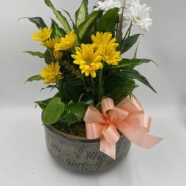 Potted arrangement of yellow and white daisies with a peach ribbon