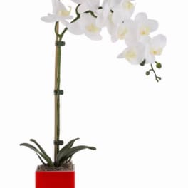 White orchid plant in a red square pot