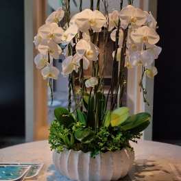 White orchid arrangement in a ribbed white planter