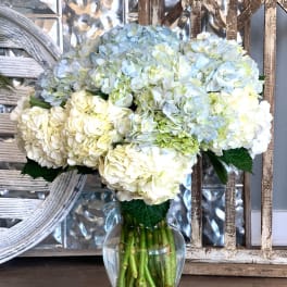 White and pale blue hydrangea bouquet in a clear glass vase