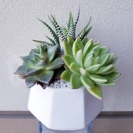 Succulent arrangement in a white geometric pot