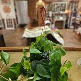 Trailing houseplant with heart-shaped green leaves in a brown hanging pot on a table.