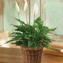 PEACE LILY FLOOR PLANT 6"D