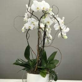 White orchid plant in a white pot with arching stems