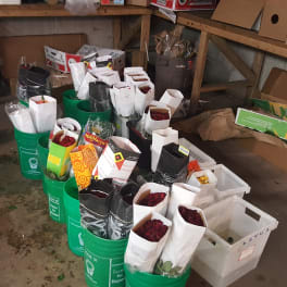 Buckets of wrapped flower bouquets stored in a workroom