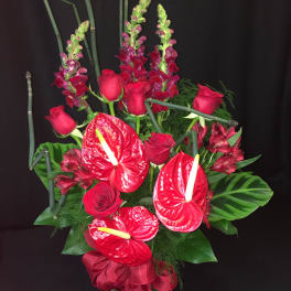 Anthurium Rose Seduction 2