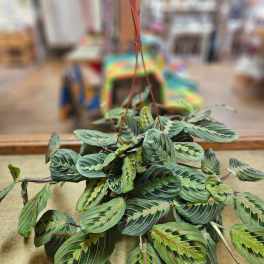 Hanging plant with striped green leaves in a brown hanger