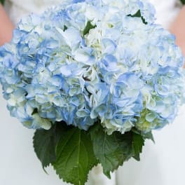 Blue and white hydrangea bouquet with green leaves