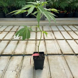 Potted cannabis plant in a small black container