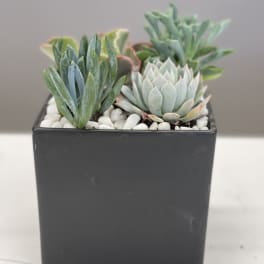 Small succulent arrangement in a black square pot with white pebbles