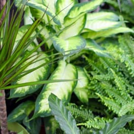 Assorted potted tropical plants and ferns with variegated foliage
