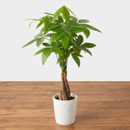 Potted money tree plant in a white textured pot