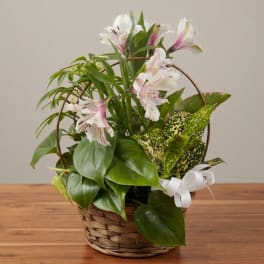 Basket arrangement with pink-and-white flowers and assorted green plants