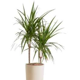 DRACAENA PLANT