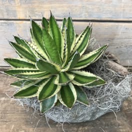 Variegated succulent in a stone planter with gray moss