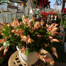Potted Christmas cactus with peach-orange blooms in a white hanging pot