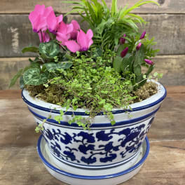 Pink cyclamen and mixed plants in a blue-and-white ceramic pot