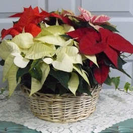 Basket of red, white, and pink poinsettias on a table