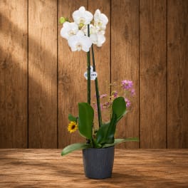 White orchid plant in a dark ribbed pot with small purple flowers