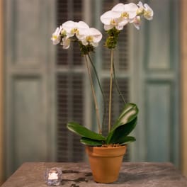 White orchid plant in a terracotta pot on a table