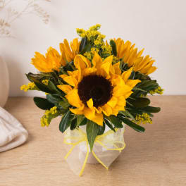 Sunflower arrangement in a small vase with a sheer yellow ribbon