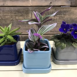 Three small potted plants in square ceramic pots