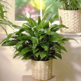 Potted green houseplant in a woven basket planter