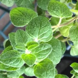 Close-up of a green leafy plant with rounded textured leaves