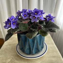 Purple African violet plant in a blue ceramic pot on a saucer